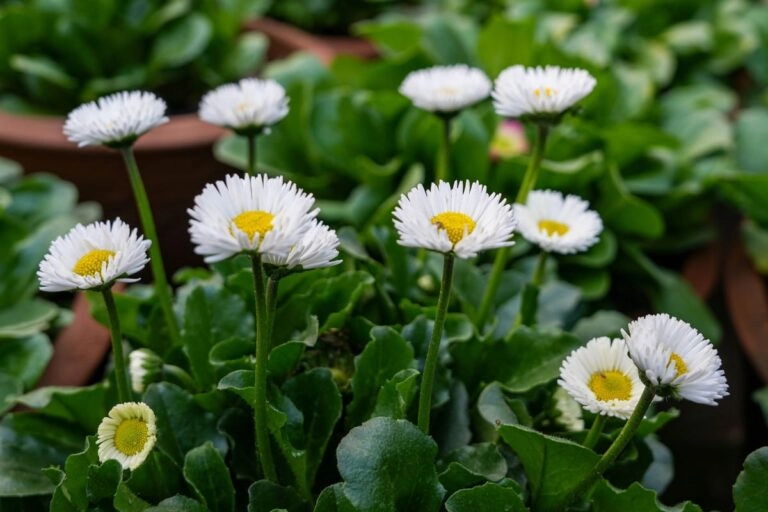 Gänseblümchen im Topf: dichte weiße Köpfchen über kräftigen Blattrosetten, als Beet- und Balkonpflanze eine typische Frühjahrsbepflanzung