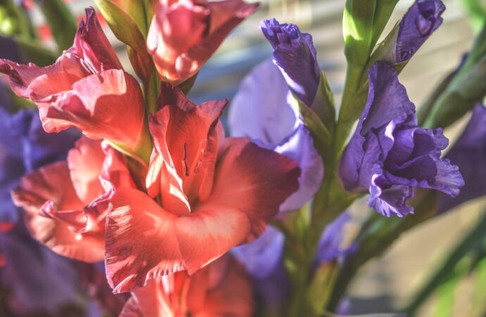 Gladiolen in Koralle und Violett nebeneinander: an jeder Ähre sind unten die Blüten offen, oben stehen noch geschlossene Knospen