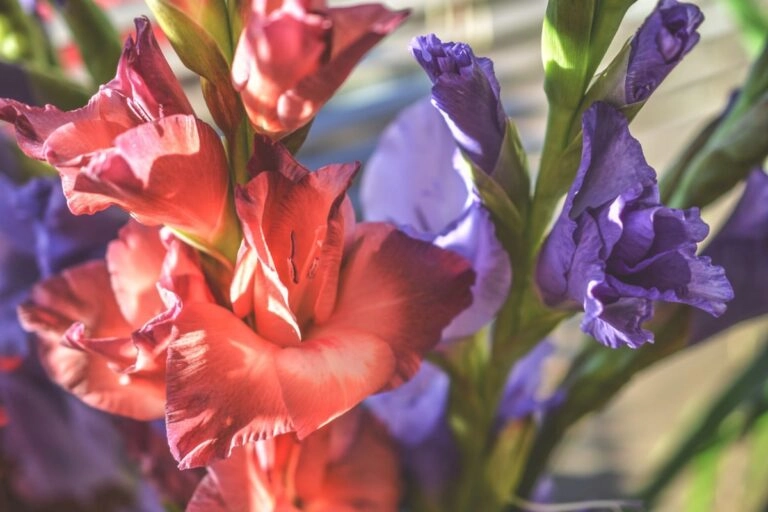 Geburtsblume August: die Gladiole und der Mohn Gladiolen in Koralle und Violett nebeneinander: an jeder Ähre sind unten die Blüten offen, oben stehen noch geschlossene Knospen
