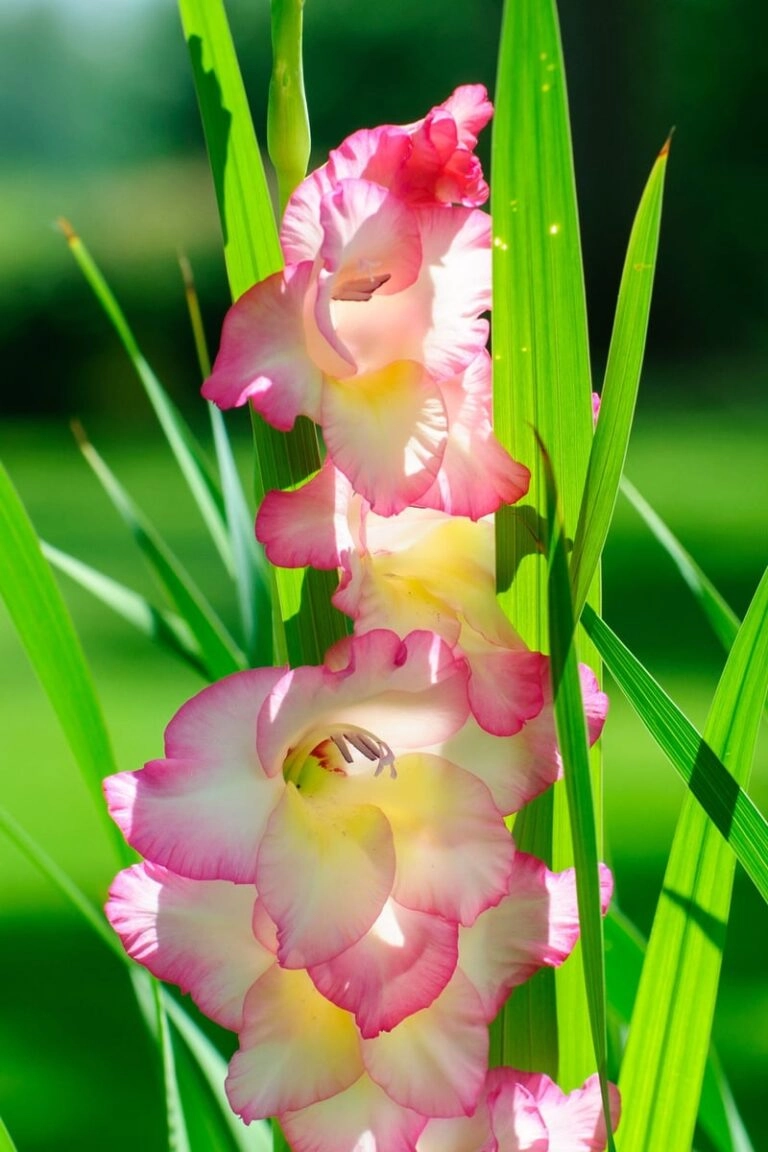 Gladiolenähre mit Staffelung Gladiolenähre aus der Nähe: unten sind die Blüten geöffnet, nach oben folgen immer kleinere Knospen an der aufrechten Achse