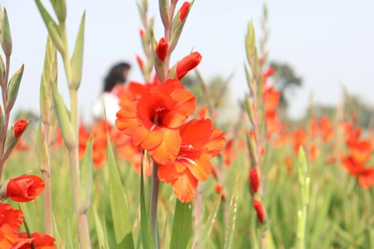 Gladiolen im Feld Gladiolenfeld im August: rote Ähren stehen dicht beieinander, dahinter geht jemand zwischen den Reihen