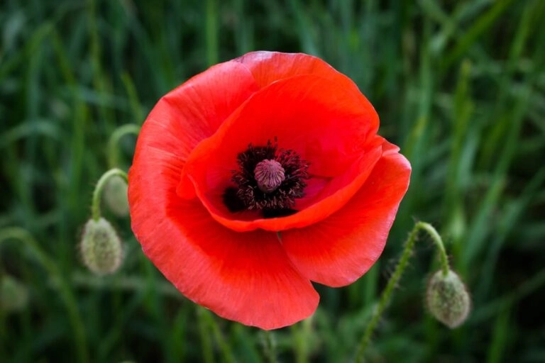 Klatschmohnblüte aus der Nähe Klatschmohn aus der Nähe: dünne, knittrige rote Blütenblätter, die dunkle Mitte und behaarte Knospen an schmalen Stielen