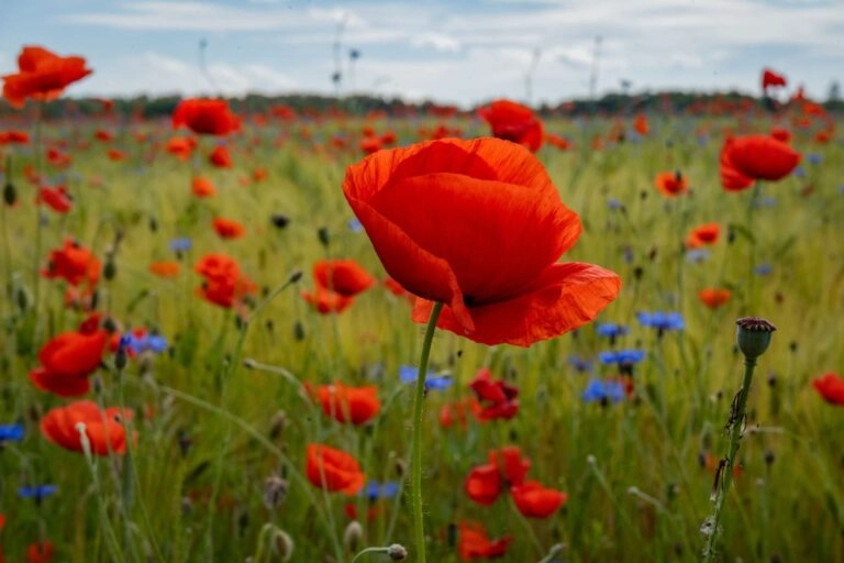 Klatschmohnfeld im Sommer Klatschmohnfeld im Sommerlicht: einzelne rote Blüten mit knittrigen Blättern stehen über Halmen, Gräsern und Kornblumen