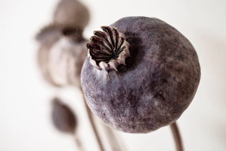 Getrocknete Mohnkapseln Getrocknete Mohnkapseln an dünnen Stielen: graubraune Köpfe mit dem gezackten Deckelrand, wie sie nach der Blüte stehen bleiben