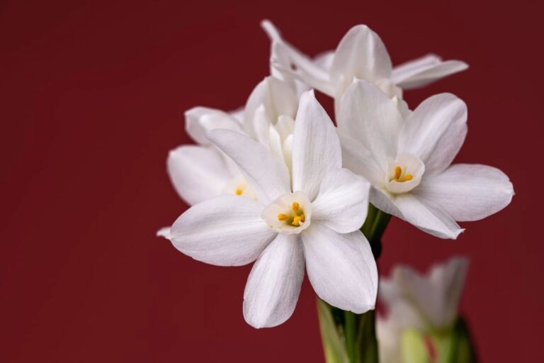 Weiße Paperwhite-Narzissen Weiße Paperwhite-Narzissen mit mehreren Blüten pro Stiel und flacher Nebenkrone vor ruhigem Hintergrund: die Geburtsblume Dezember