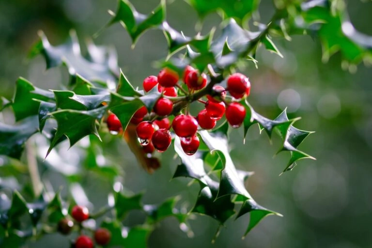 Stechpalmenzweig mit roten Beeren Zweig der Europäischen Stechpalme (Ilex aquifolium) mit glänzenden Stachelblättern und leuchtend roten Beeren im Winter