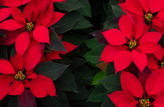 Rote Weihnachtssterne dicht nebeneinander, in der Mitte die kleinen gelben Blüten zwischen den roten Hochblättern
