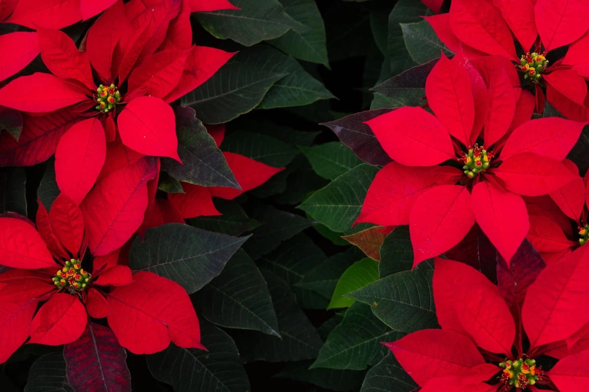 Rote Weihnachtssterne dicht nebeneinander, in der Mitte die kleinen gelben Blüten zwischen den roten Hochblättern