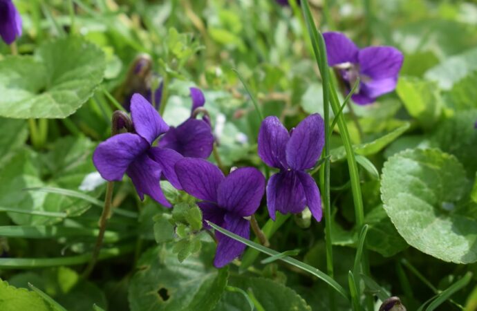 Duftveilchen im Freien: mehrere dunkelviolette Blüten stehen über den herzförmigen Blättern, die Geburtsblume des Februars