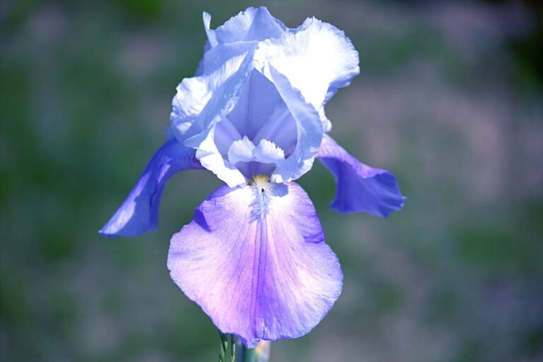 Blaue Schwertlilie in Nahaufnahme: drei hängende und drei aufrechte Blütenblätter zeigen den Bau der Irisblüte
