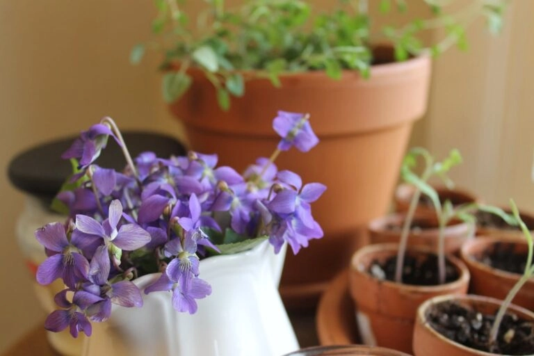 Ein Sträußchen Duftveilchen in einem kleinen Krug: so wurde die Februarblume verschenkt, als es sie noch als Schnittblume gab