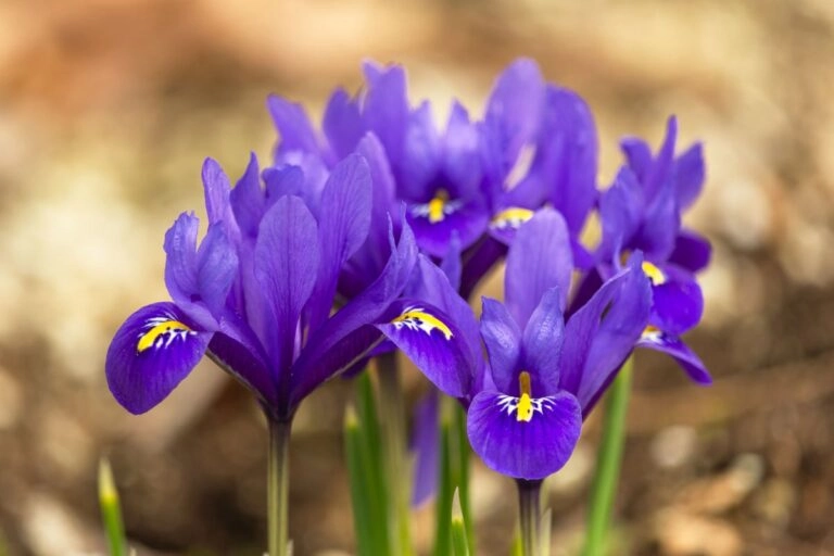 Zwerg-Iris blüht dicht über dem kahlen Winterboden: violette Blüten mit gelbem Mittelstreifen am Ende des Winters