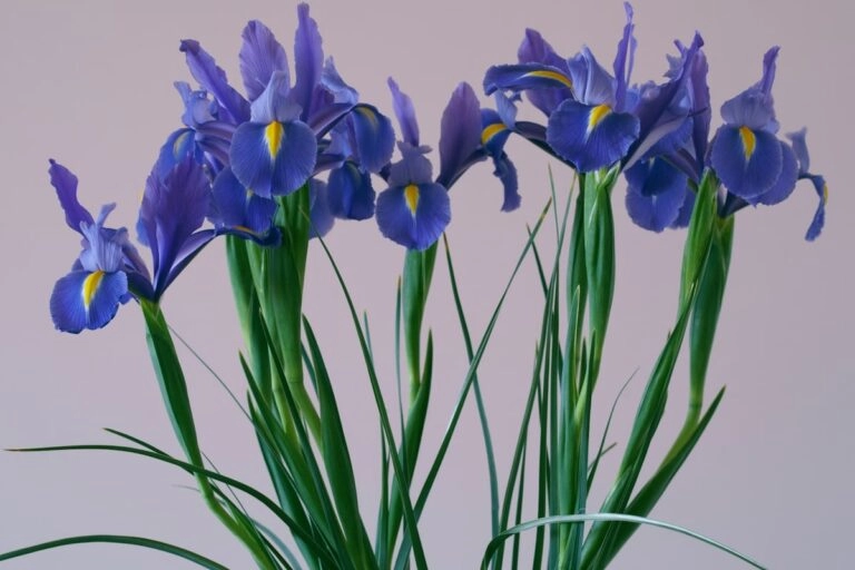 Geschnittene blaue Zwiebel-Iris mit langen geraden Stielen: als getriebene Zwiebelblume kommt die Februarblume Iris in den Handel