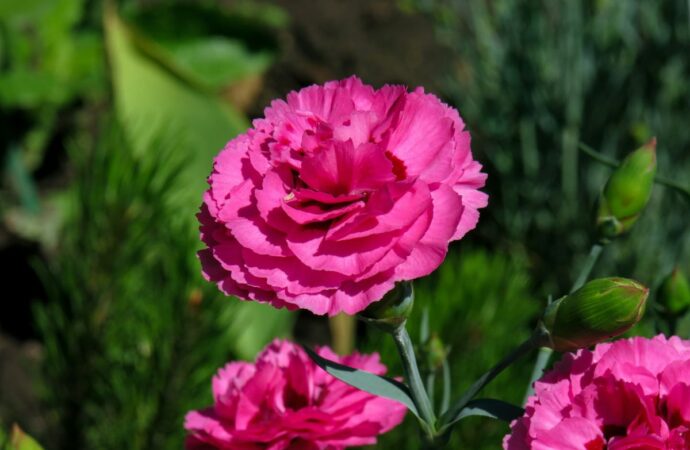 Gefüllte Gartennelke in Nahaufnahme: pinkfarbene Blüte mit gezähnten Blütenblatträndern, dahinter Knospen