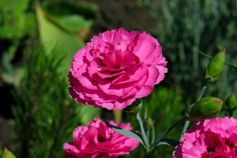 Gefüllte Gartennelke in Nahaufnahme: pinkfarbene Blüte mit gezähnten Blütenblatträndern, dahinter Knospen