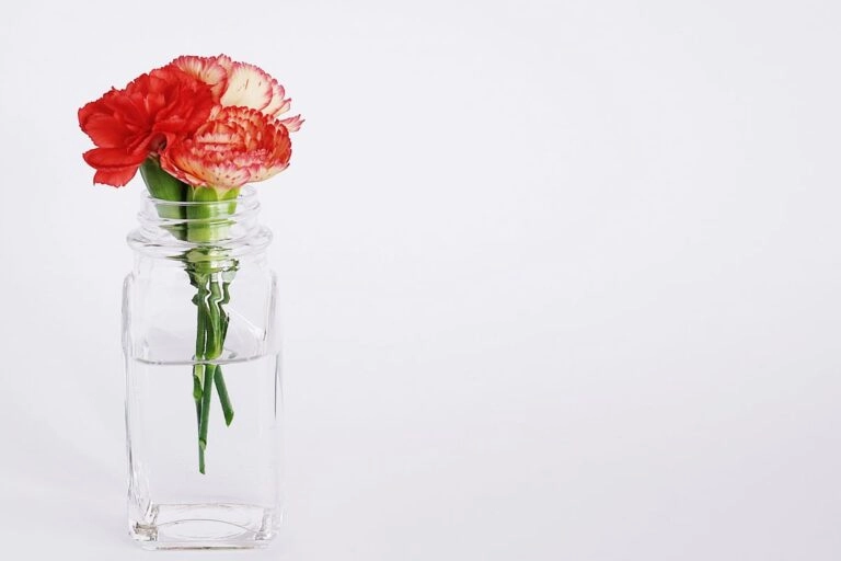 Drei Nelken in einer schlichten Glasvase mit klarem Wasser, die Stiele sind durch das Glas zu sehen
