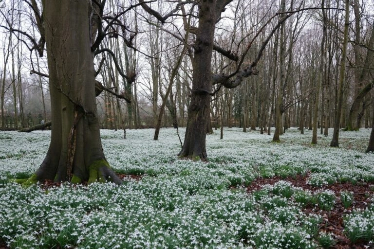 Großer Schneeglöckchenbestand im Laubwald: weiße Blüten überziehen den Waldboden zwischen kahlen Stämmen