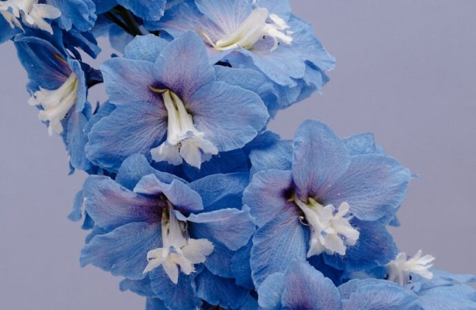 Hellblaue Ritterspornblüten mit weißer Mitte in dichter Rispe vor ruhigem Hintergrund: Der Rittersporn ist die Geburtsblume im Juli