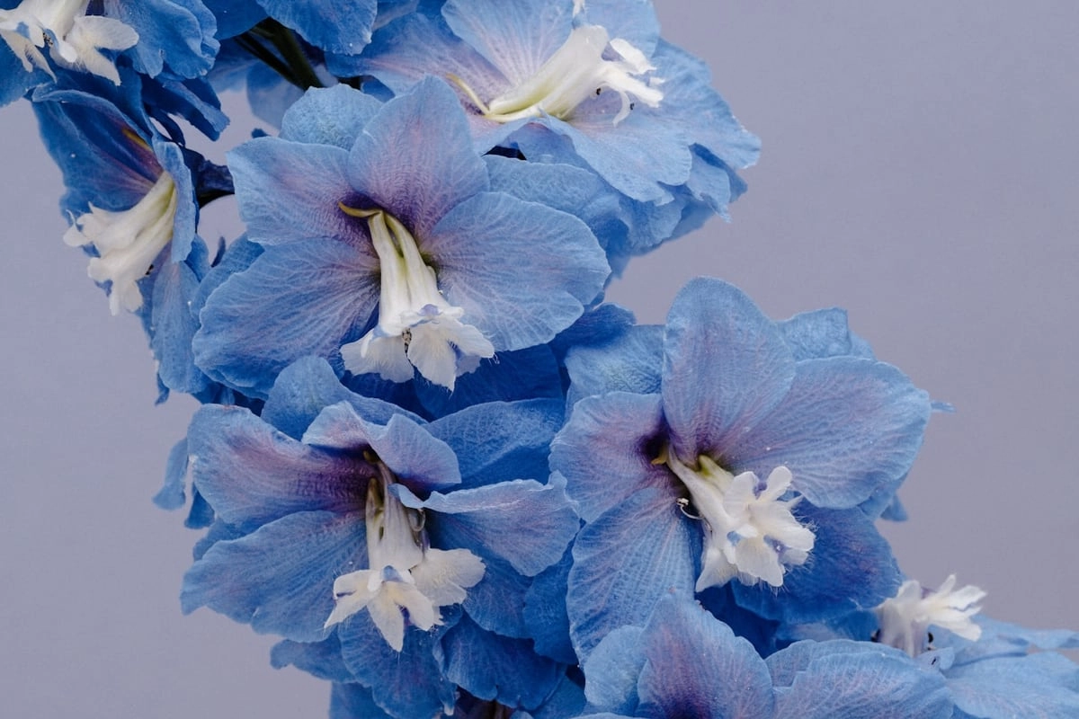 Hellblaue Ritterspornblüten mit weißer Mitte in dichter Rispe vor ruhigem Hintergrund: Der Rittersporn ist die Geburtsblume im Juli