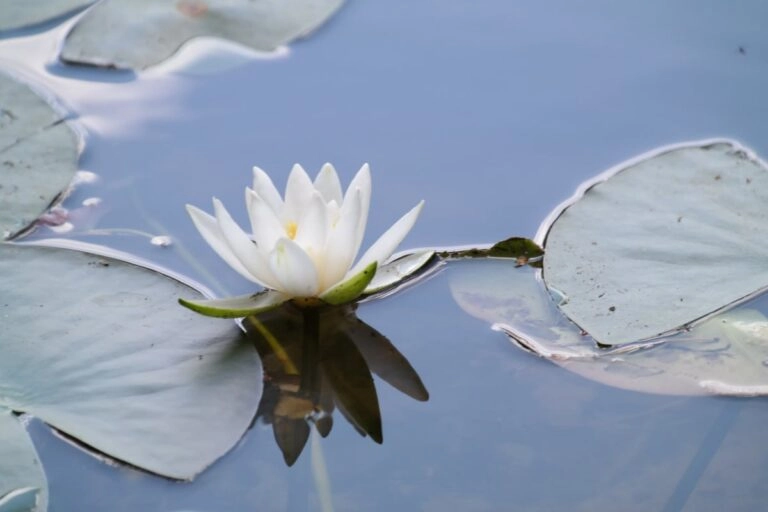 Weiße Seerose auf dem Wasser Weiße Seerose mit flach auf dem Wasser schwimmenden Blättern: Nymphaea alba ist die zweite Geburtsblume des Julis