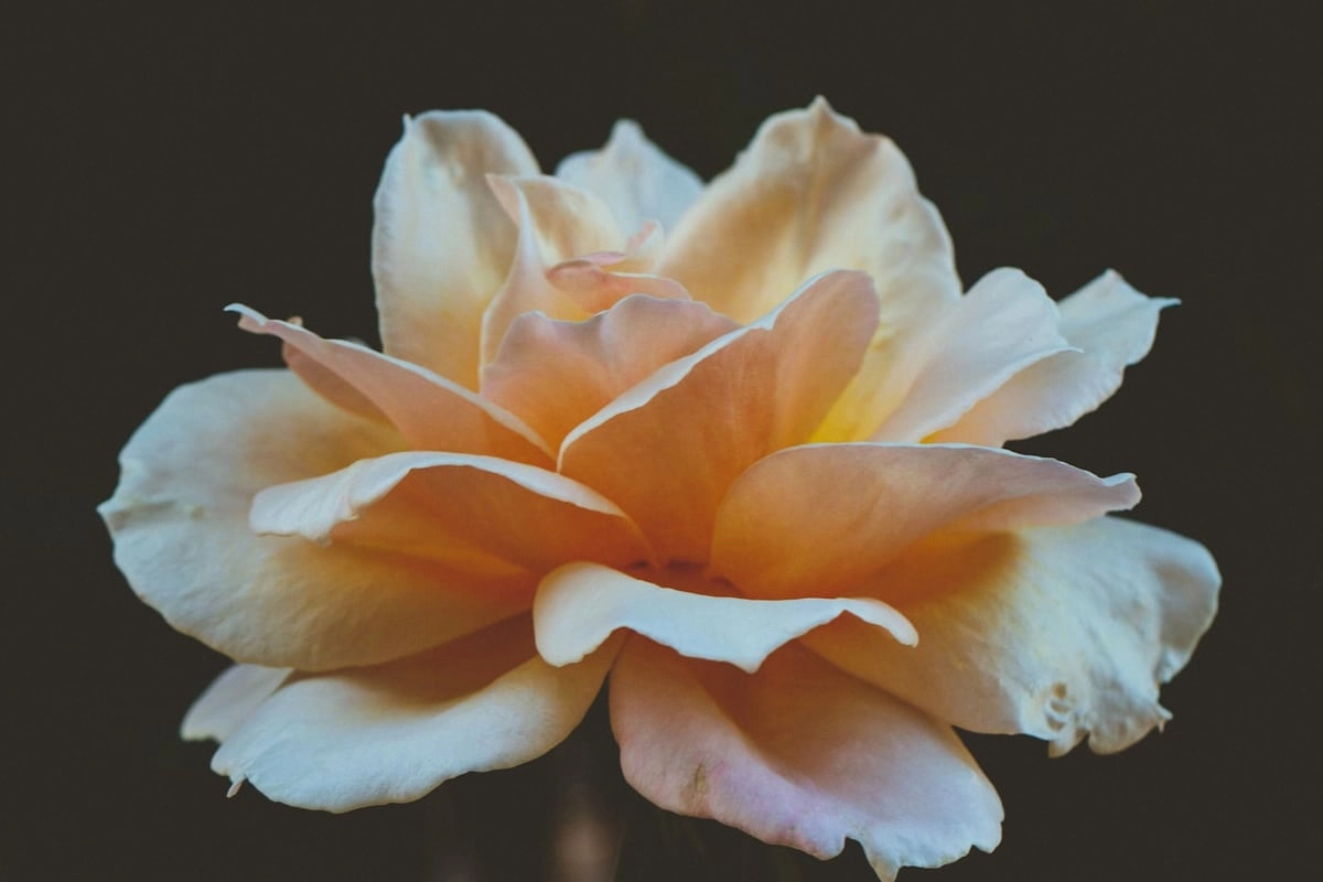 Geöffnete Gartenrose in Nahaufnahme: gefüllte cremefarben-apricote Blüte mit klar getrennten Blütenblättern