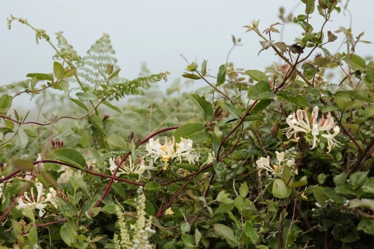 Geißblatt an der Hecke Blühendes Geißblatt über einer Hecke: windende rötliche Triebe und mehrere langröhrige cremeweiße Blüten in einem Kopf