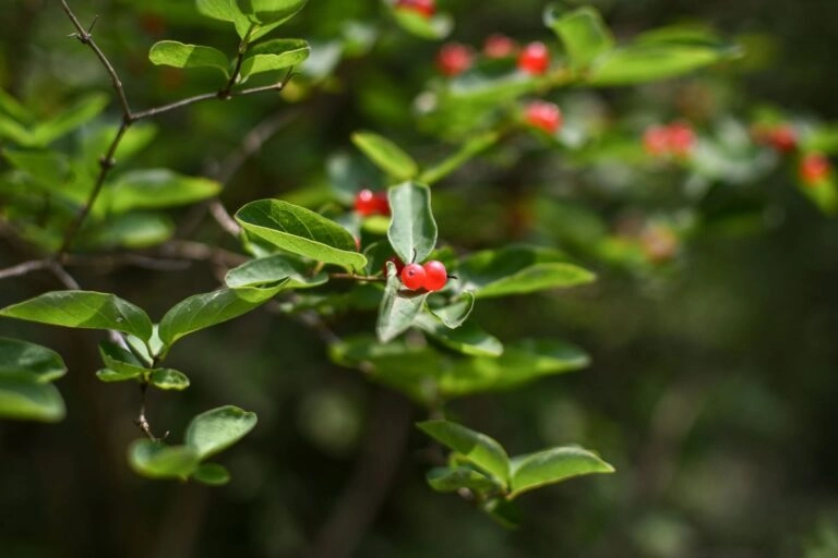 Rote Heckenkirsche mit paarigen Beeren Rote Heckenkirsche: zwei rote Beeren sitzen paarweise auf einem gemeinsamen Stiel über gegenständigen Blättern