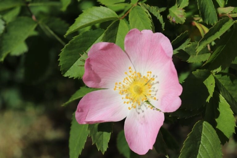 Hundsrosenblüte Blüte der Hundsrose: fünf flach ausgebreitete rosa Blütenblätter mit gelben Staubblättern in der Mitte, dahinter gefiedertes Laub