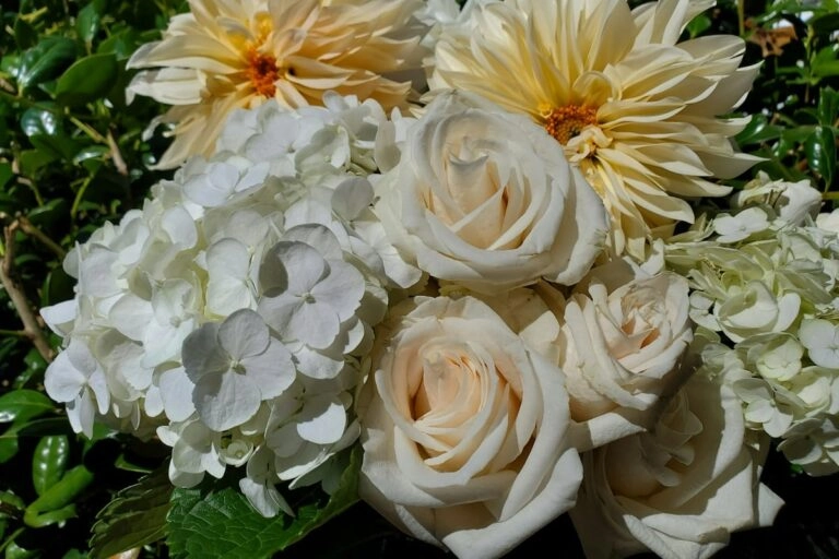 Junistrauß mit Rosen und Hortensien Sommerstrauß mit cremefarbenen Rosen und weißen Hortensien