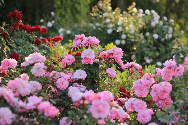 Rosenbeet im Juni Blühendes Rosenbeet im Juni: rosa, rote und weiße Rosen an mehreren Sträuchern im sommerlichen Garten