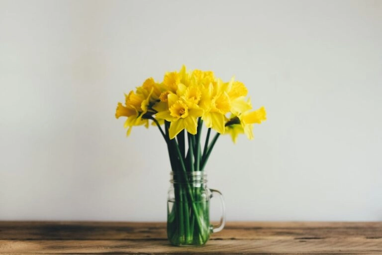 Gelbe Narzissen allein in einem Glas: frisch geschnitten stehen sie erst einige Stunden ohne andere Blumen im Wasser