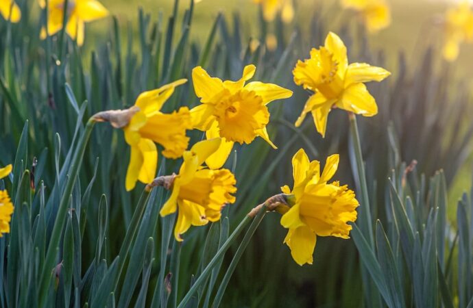 Gelbe Narzissen im Frühlingslicht: die Geburtsblume März zeigt hier die typische Trompete der Osterglocke über blaugrünem Laub