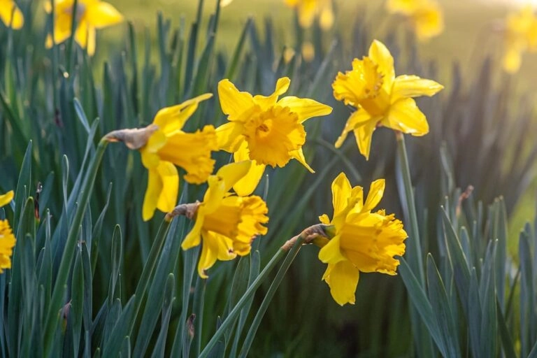 Gelbe Narzissen im Frühlingslicht: die Geburtsblume März zeigt hier die typische Trompete der Osterglocke über blaugrünem Laub