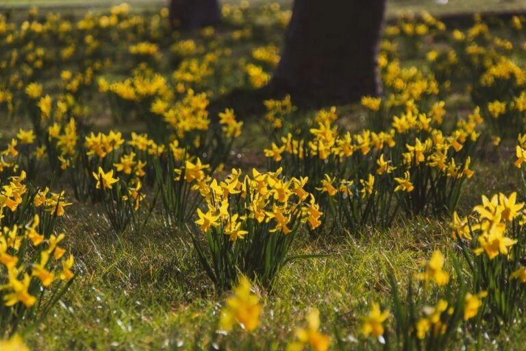 Wiese voller gelber Narzissen unter einem Baum: so dicht steht die Osterglocke dort, wo sie sich über Jahre ausbreiten darf