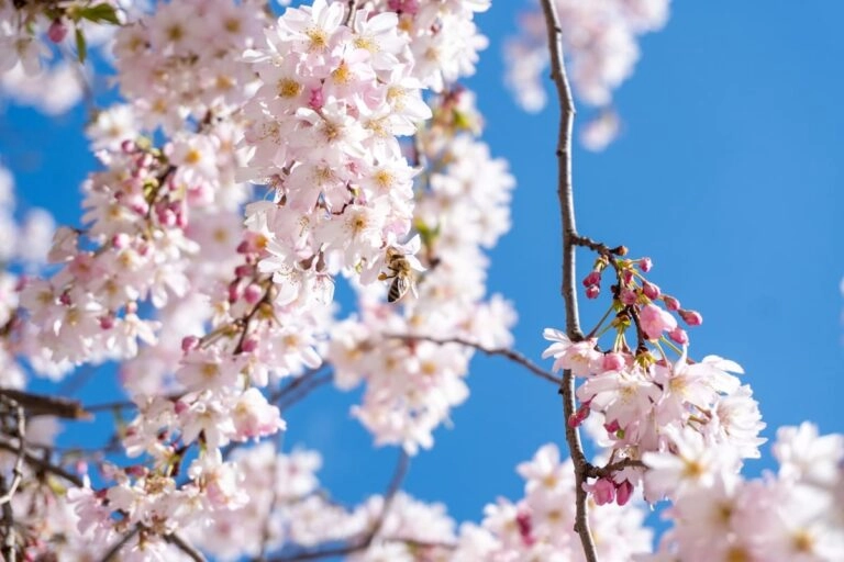 Zweig einer Zierkirsche in voller Blüte vor blauem Himmel: rosa Knospen und offene Blüten, die zweite Märzblume im Kalender