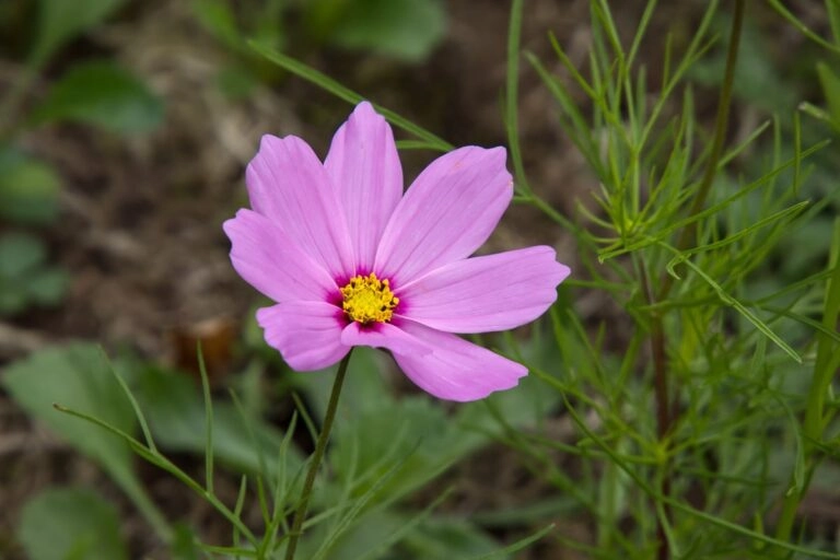 Cosmea in Rosa: breit ausgebreitete Strahlenblüten um eine gelbe Mitte, daneben die fein doppelt gefiederten Blätter am Stiel