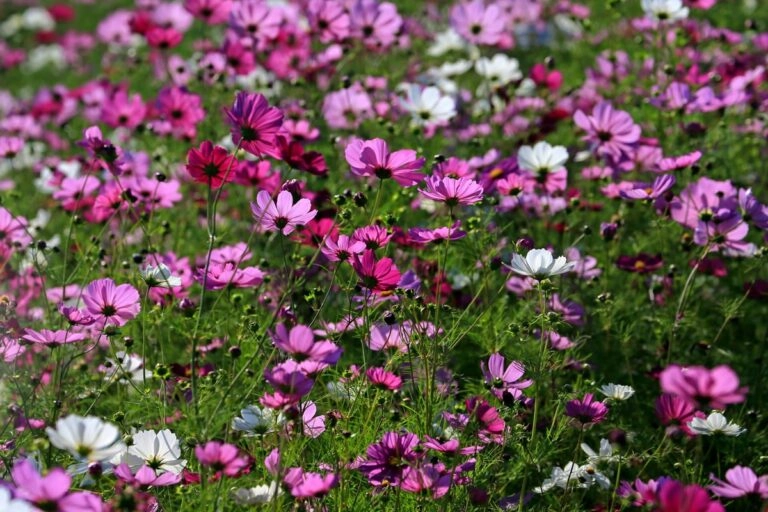Cosmeen in Weiß, Rosa und Purpur nebeneinander im Beet: die Farbpalette der zweiten Oktoberblume auf einen Blick