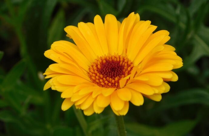 Gelbe Ringelblume in Nahaufnahme, die Geburtsblume des Monats Oktober