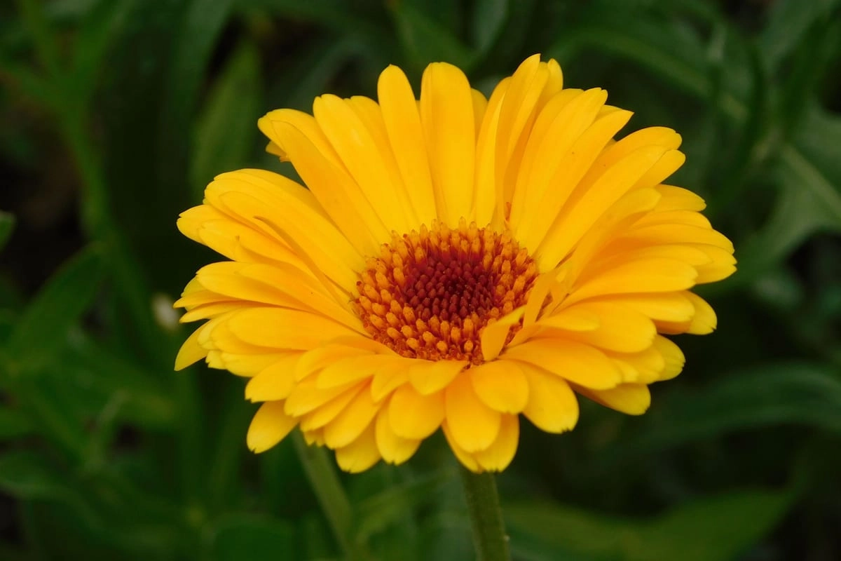 Gelbe Ringelblume in Nahaufnahme, die Geburtsblume des Monats Oktober