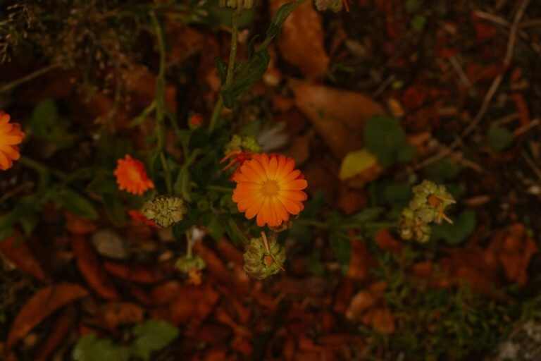 Ringelblume blüht zwischen gefallenem Herbstlaub weiter: im Beet hält die Oktoberblume bis zum ersten Frost durch