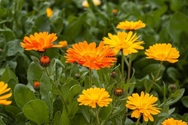 Ringelblumen im Beet: die flachen, gelb-orangefarbenen Zungenblüten stehen dicht beieinander, dazwischen geschlossene Knospen