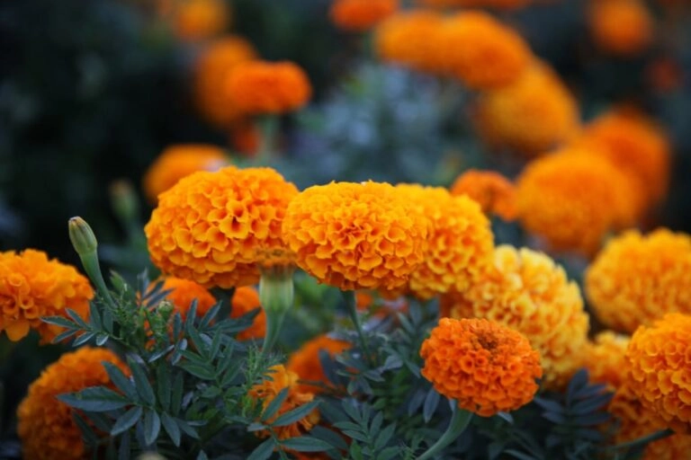 Studentenblumen mit dichten, gefüllten Blütenköpfen und fein gefiederten Blättern: nicht zu verwechseln mit der Ringelblume