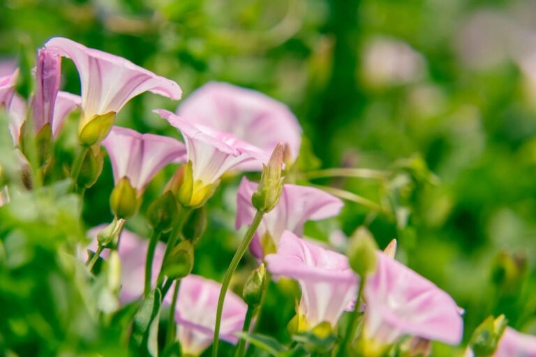 Winde mit hellen Trichterblüten im Gras Kleine hellrosa Trichterblüten einer Winde mit dunklen Längsstreifen, niedrig im Gras: eine heimische Verwandte der Prunkwinde