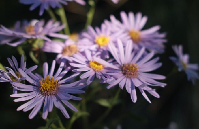 Herbstastern mit vielen kleinen violetten Sternblüten im Herbstlicht: die Aster ist die Geburtsblume des Septembers