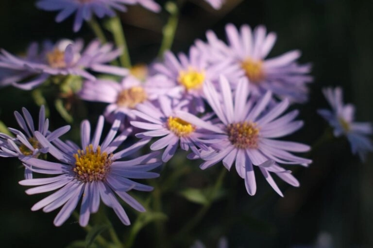 Geburtsblume September: die Aster und die Prunkwinde Herbstastern mit vielen kleinen violetten Sternblüten im Herbstlicht: die Aster ist die Geburtsblume des Septembers