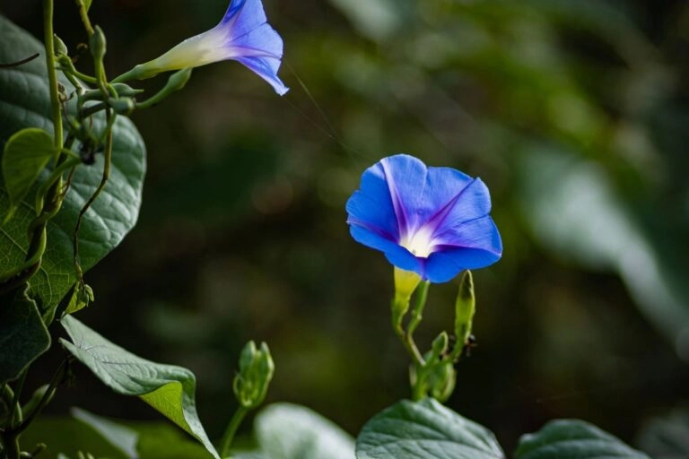 Blaue Prunkwinde mit Trichterblüten Prunkwinde (Ipomoea) mit blauen Trichterblüten, herzförmigen Blättern und windenden Trieben: die zweite Geburtsblume des Septembers