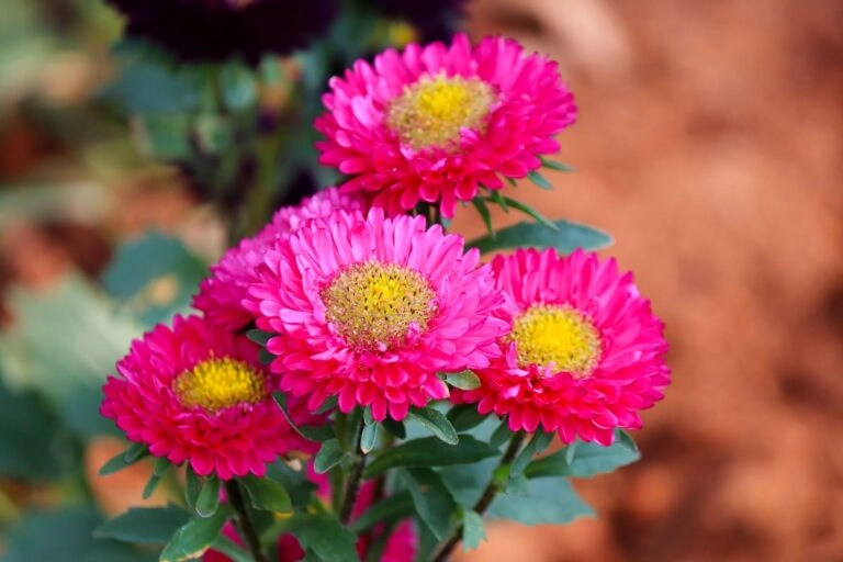 Sommeraster in Nahaufnahme Sommeraster (Callistephus chinensis) mit großen, dicht gefüllten Blüten und gezähnten Blättern: eine andere Gattung als die Herbstaster