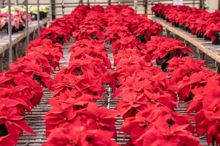 Weihnachtssterne in einer Gärtnerei: die Dezemberblume der deutschen Geburtsblumen-Übersichten