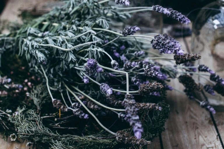 Getrockneter Lavendel wird auf einen Kranzrohling gebunden