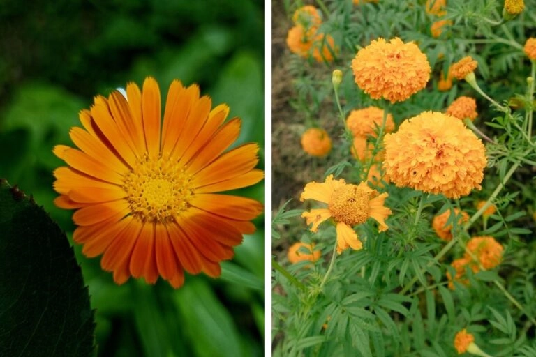 Ringelblume und Tagetes nebeneinander: Hinter dem englischen Namen marigold der Geburtsblumen-Listen stehen zwei verschiedene Gattungen